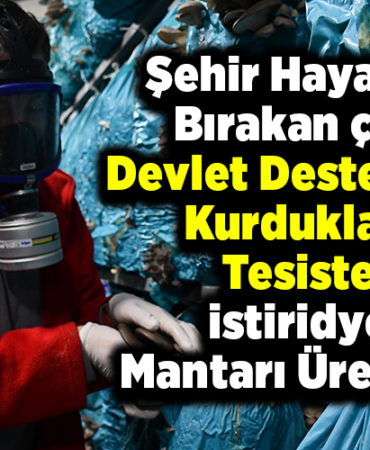 Şehir hayatını bırakan çift devlet desteğiyle kurdukları tesiste istiridye mantarı üretiyor