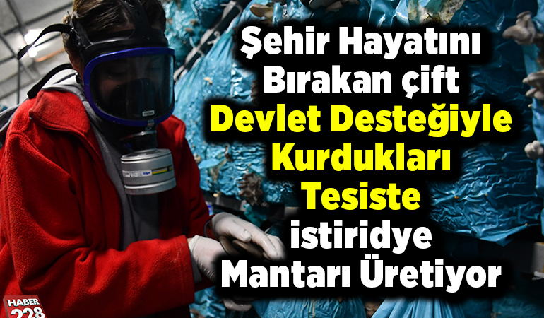 Şehir hayatını bırakan çift devlet desteğiyle kurdukları tesiste istiridye mantarı üretiyor