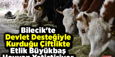Bilecik'te devlet desteğiyle kurduğu çiftlikte etlik büyükbaş hayvan yetiştiriyor