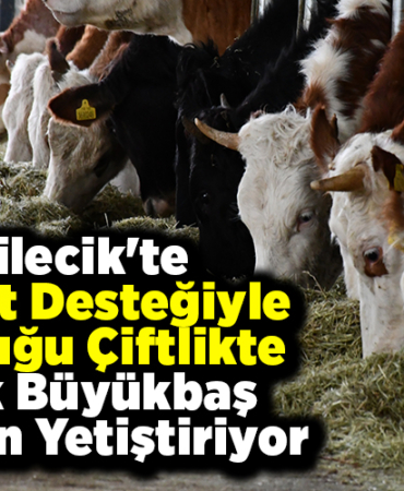 Bilecik'te devlet desteğiyle kurduğu çiftlikte etlik büyükbaş hayvan yetiştiriyor