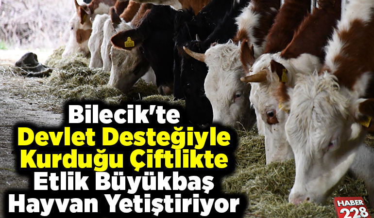 Bilecik’te devlet desteğiyle kurduğu çiftlikte etlik büyükbaş hayvan yetiştiriyor