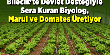 Bilecik'te devlet desteğiyle sera kuran biyolog, marul ve domates üretiyor