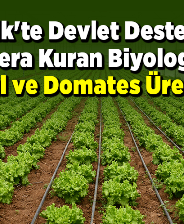 Bilecik'te devlet desteğiyle sera kuran biyolog, marul ve domates üretiyor