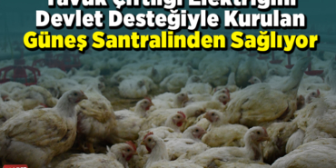 Tavuk çiftliği elektriğini devlet desteğiyle kurulan güneş santralinden sağlıyor