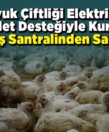 Tavuk çiftliği elektriğini devlet desteğiyle kurulan güneş santralinden sağlıyor