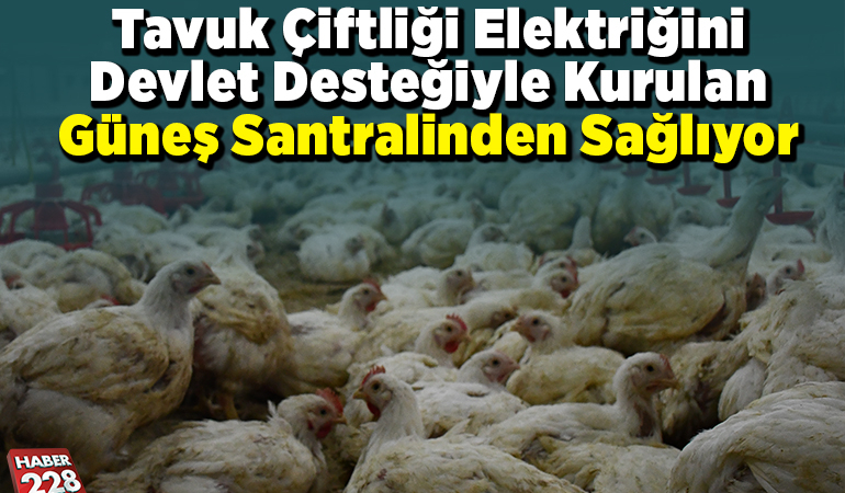 Tavuk çiftliği elektriğini devlet desteğiyle kurulan güneş santralinden sağlıyor