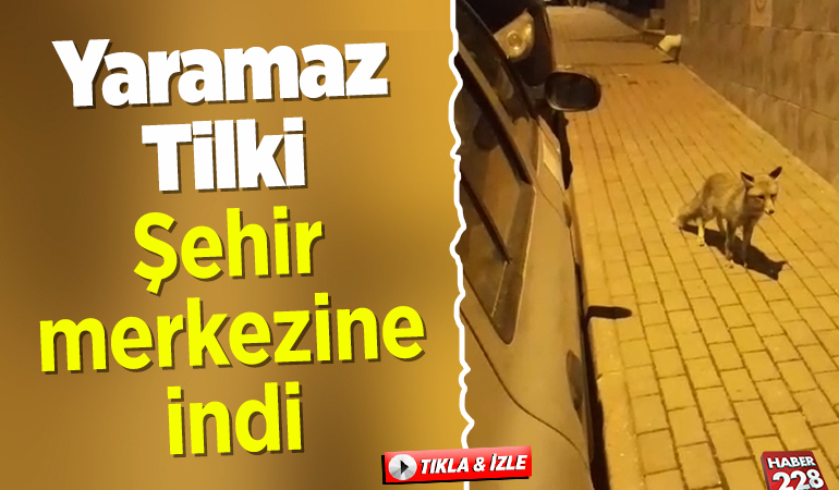 Bilecik’te şehir merkezine inen tilki görüntülendi