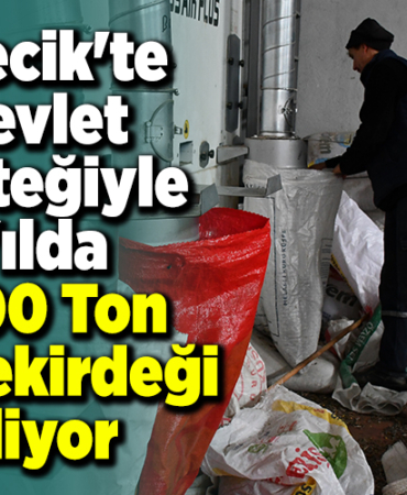 Bilecik'te devlet desteğiyle yılda 1000 ton ay çekirdeği eliyor