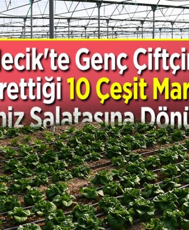 Bilecik'te genç çiftçinin ürettiği 10 çeşit marul Akdeniz salatasına dönüşüyor