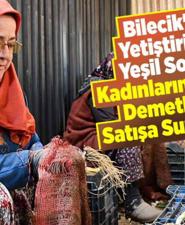 Bilecik'te yetiştirilen yeşil soğan kadınların elinde demetlenip satışa sunuluyor