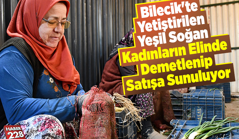 Bilecik’te yetiştirilen yeşil soğan kadınların elinde demetlenip satışa sunuluyor
