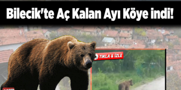 Bilecik'te Aç Kalan Ayı Köye İndi!