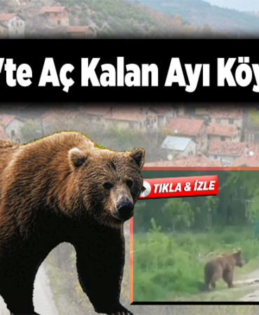 Bilecik'te Aç Kalan Ayı Köye İndi!