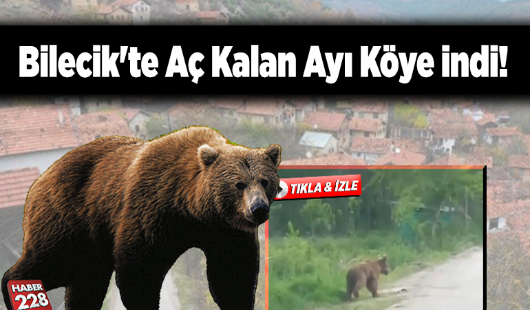 Bilecik’te Aç Kalan Ayı Köye İndi!