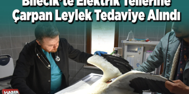 Bilecik'te elektrik tellerine çarpan leylek tedaviye alındı