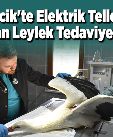 Bilecik'te elektrik tellerine çarpan leylek tedaviye alındı