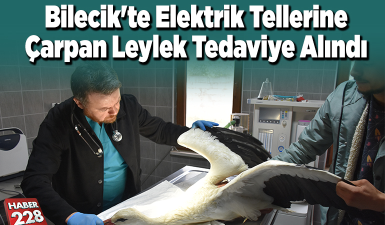 Bilecik’te elektrik tellerine çarpan leylek tedaviye alındı