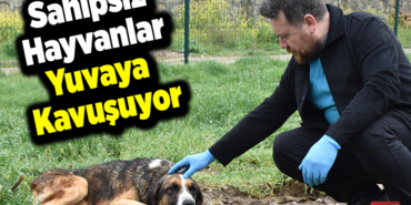 Sahipsiz hayvanlar yuvaya kavuşuyor