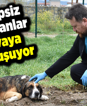 Sahipsiz hayvanlar yuvaya kavuşuyor