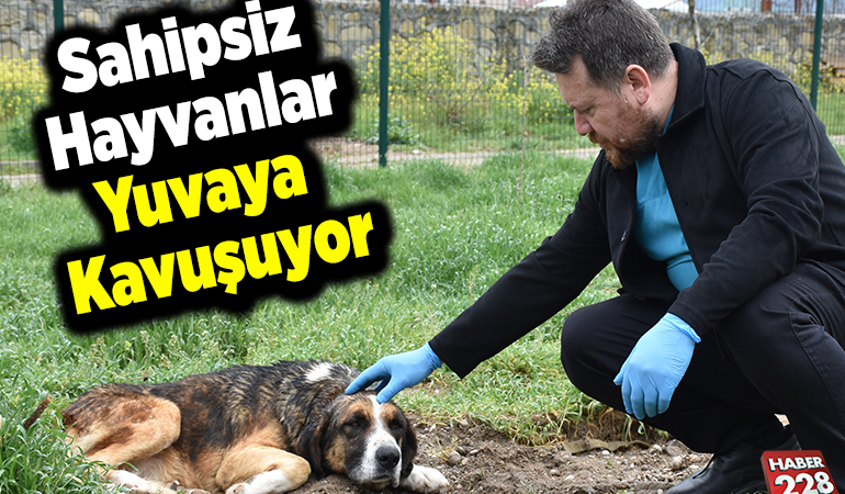 Sahipsiz hayvanlar yuvaya kavuşuyor