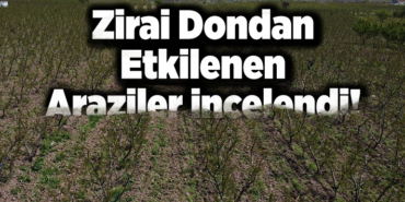 Zirai Dondan Etkilenen Araziler İncelendi!