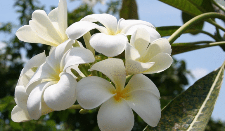 Muğla’da En Çok Tercih Edilen Çiçek Türleri