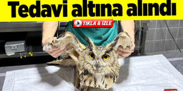 tedavi