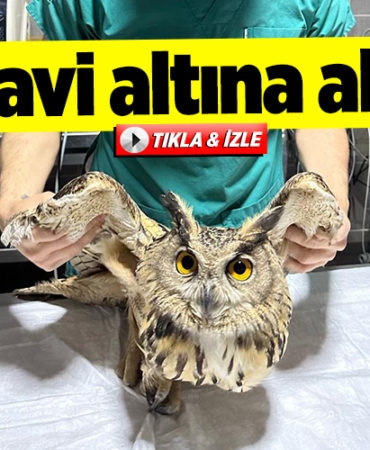 tedavi
