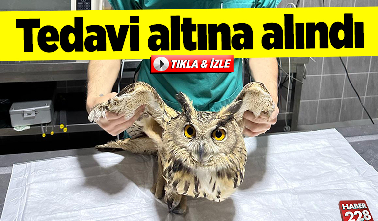 Bilecik’te yaralı baykuş tedavi altına alındı