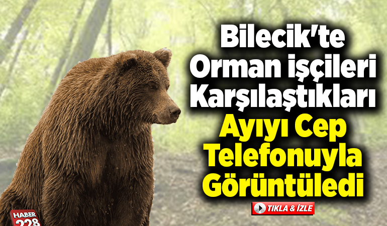 Bilecik’te orman işçileri karşılaştıkları ayıyı cep telefonuyla görüntüledi