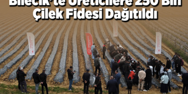 Bilecik'te üreticilere 250 bin çilek fidesi dağıtıldı
