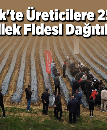 Bilecik'te üreticilere 250 bin çilek fidesi dağıtıldı