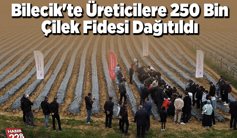 Bilecik’te üreticilere 250 bin çilek fidesi dağıtıldı