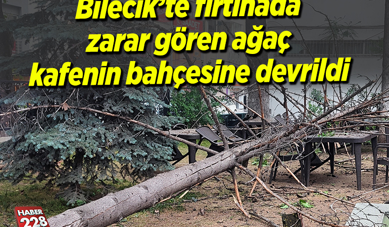 Bilecik’te fırtınada zarar gören ağaç kafenin bahçesine devrildi