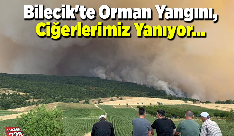 Bilecik’te Orman Yangını, Ciğerlerimiz Yanıyor…
