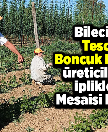 Bilecik'te tescilli boncuk fasulye üreticilerinin iplikleme mesaisi başladı