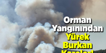 Orman Yangınından Yürek Burkan Kareler!