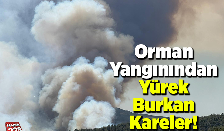 Orman Yangınından Yürek Burkan Kareler!