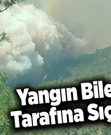 Sakarya'da ormanlık alanda çıkan yangın Bilecik tarafına sıçradı