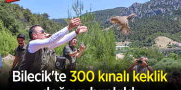 keklik