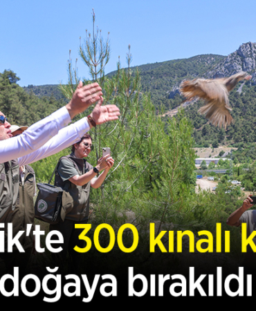 keklik
