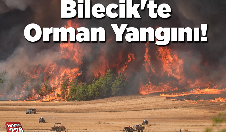 Bilecik’te Orman Yangını!