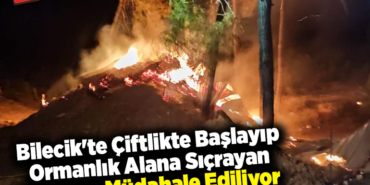 Bilecik'te çiftlikte başlayıp ormanlık alana sıçrayan yangına müdahale ediliyor