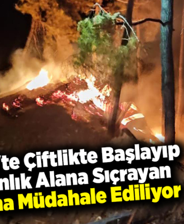 Bilecik'te çiftlikte başlayıp ormanlık alana sıçrayan yangına müdahale ediliyor