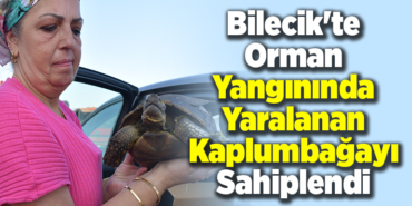 Bilecik'te orman yangınında yaralanan kaplumbağay sahiplendi