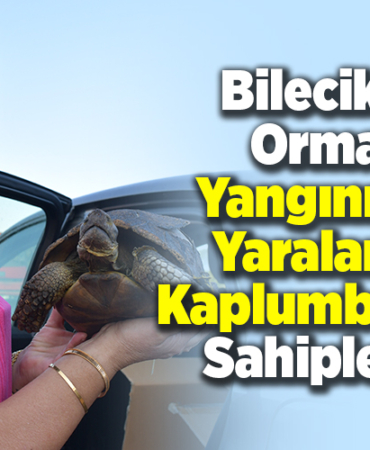 Bilecik'te orman yangınında yaralanan kaplumbağay sahiplendi