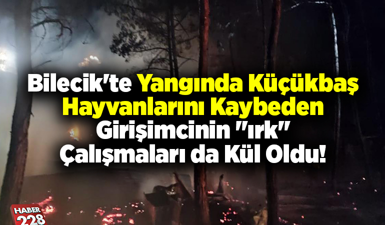 Bilecik’te yangında küçükbaş hayvanlarını kaybeden girişimcinin “ırk” çalışmaları da kül oldu