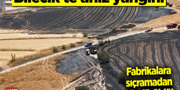 anız