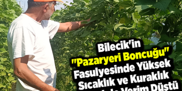Bilecikin Pazaryeri boncuğu fasulyesinde yüksek sıcaklık ve kuraklık nedeniyle verim düştü