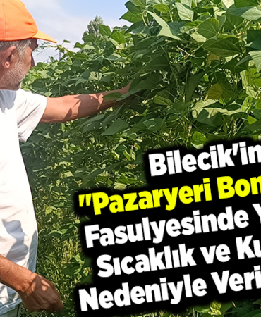 Bilecikin Pazaryeri boncuğu fasulyesinde yüksek sıcaklık ve kuraklık nedeniyle verim düştü